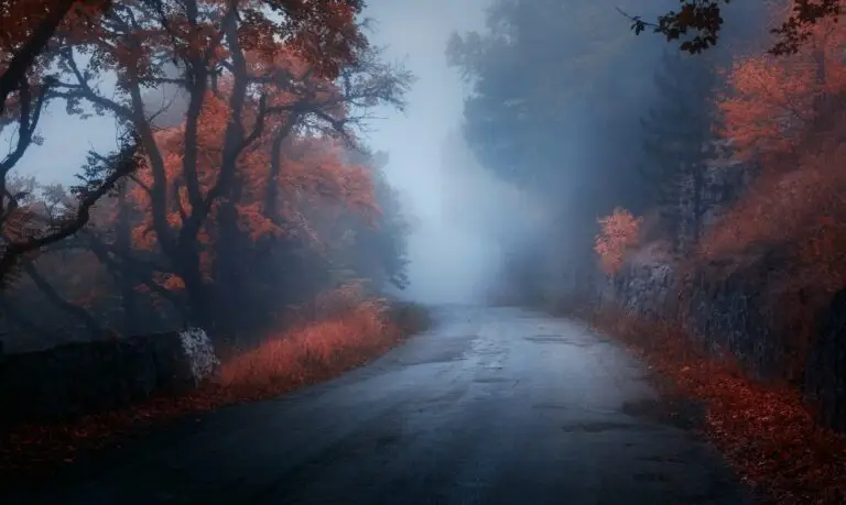 mystical-autumn-forest-with-road-in-fog